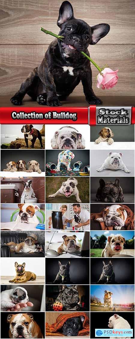 Collection of Bulldog dog pet puppy 25 HQ Jpeg