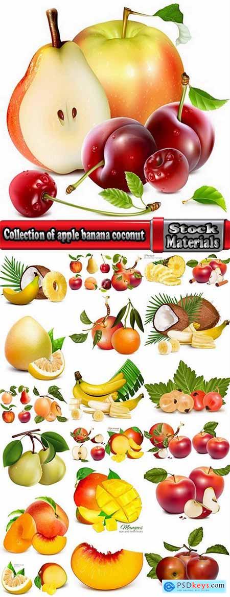 Collection of apple banana coconut orange peach currant berry fruit vector image 25 EPS