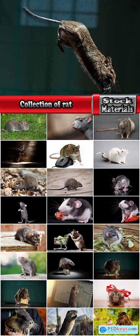 Collection of rat rodent pest fur coat 25 HQ Jpeg