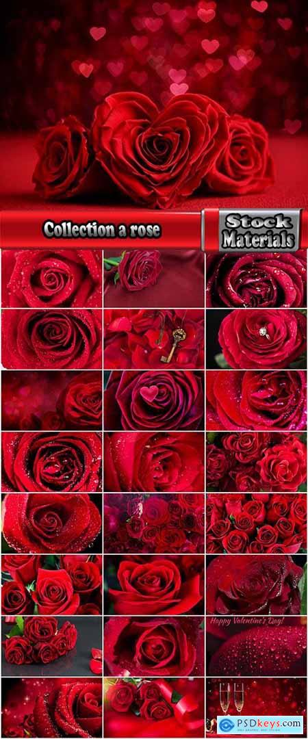 Collection a rose background is Valentine's Day gift petal red flower 25 HQ Jpeg