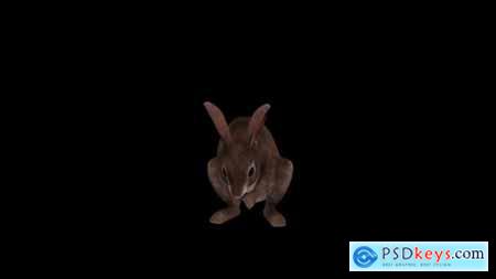 Videohive Wild Rabbit Eat Front