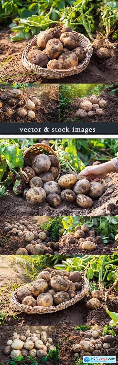 New potato agriculture new season cleaning