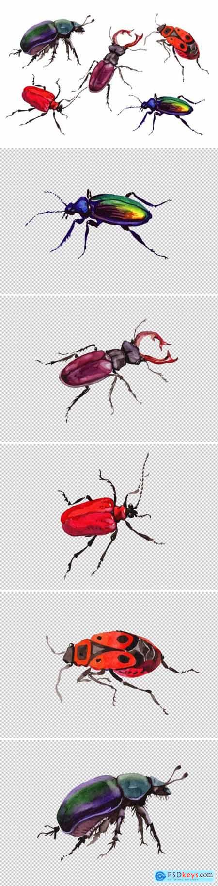May Beetle Ordinary Watercolor Png 1475918
