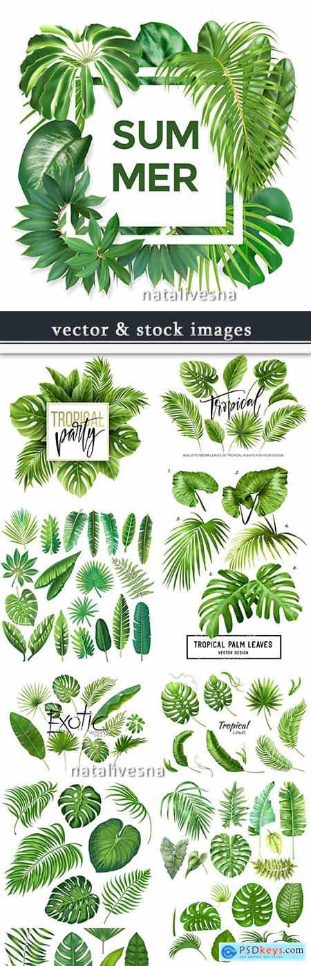 Exotic summer leaves of tropical trees collection