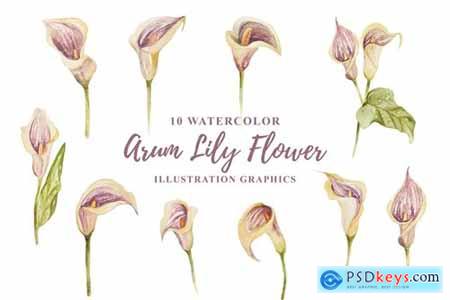 10 Watercolor Arum Lily Flower Illustration