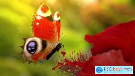 Videohive Butterfly Logo 19552630