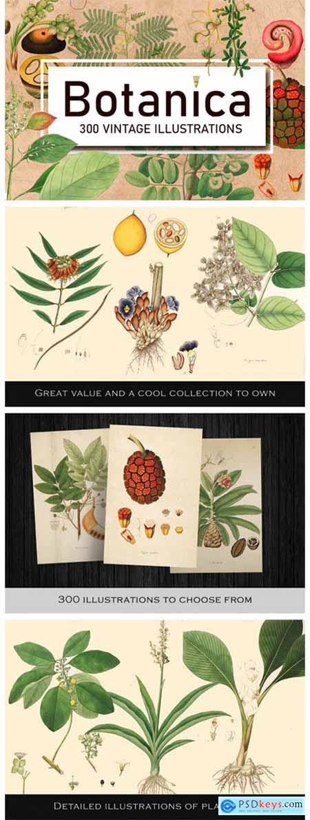 300 Antique Botanical Illustrations 1946465