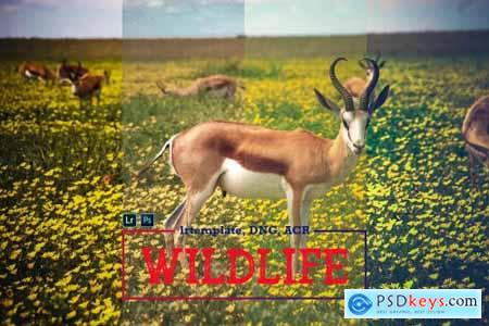 Wildlife Mobile LR and ACR Presets 4171696