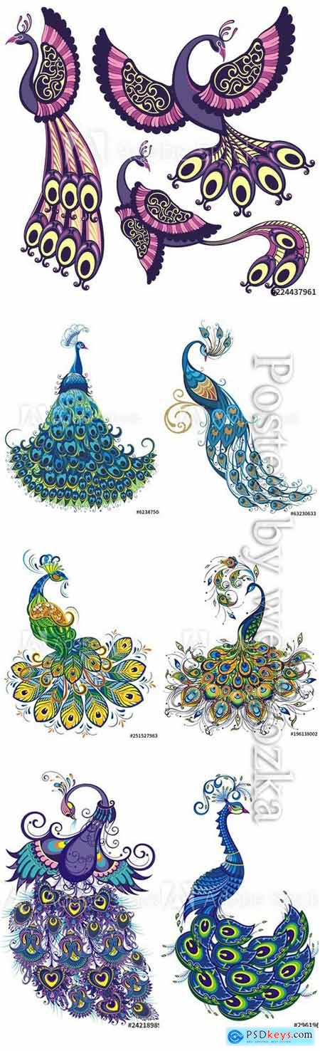Peacock fantasy vector birds isolated on a white background