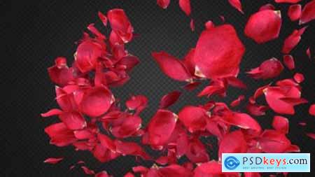 Videohive Rose Petal Transitions Pack 21294817