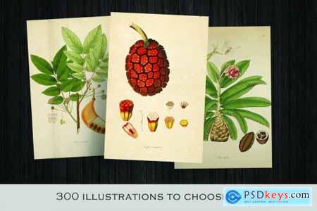 300 Vintage Botanical Illustrations 4247680