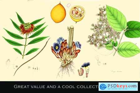 300 Vintage Botanical Illustrations 4247680