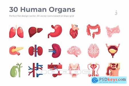 30 Human Organs Icon - Flat