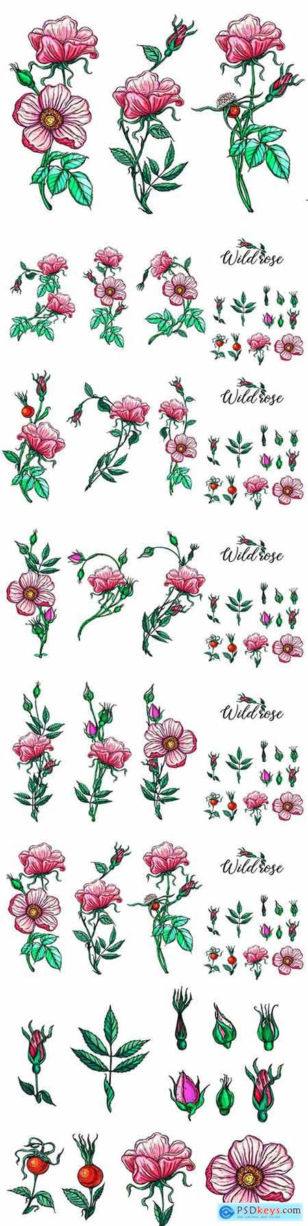 Pink roses and buds set floral compositions design