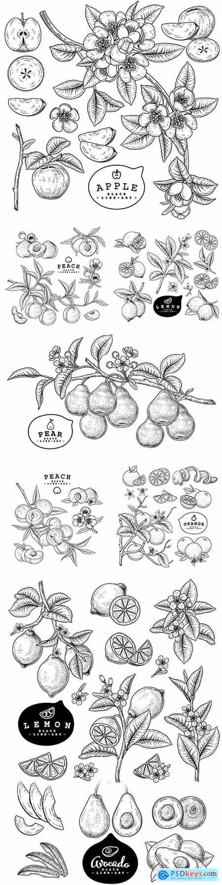 Sketch citrus decorative set painted botanical illustrations