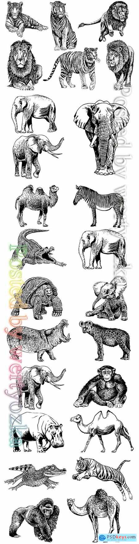 Animals isolated on white vector background