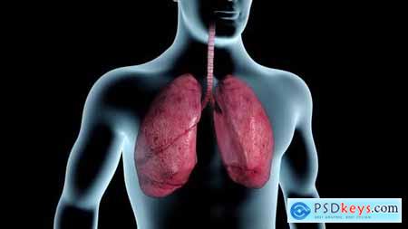 Lungs Blackened By Cigarette Smoke 27124711