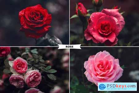 Rose Photoshop Action 4974092