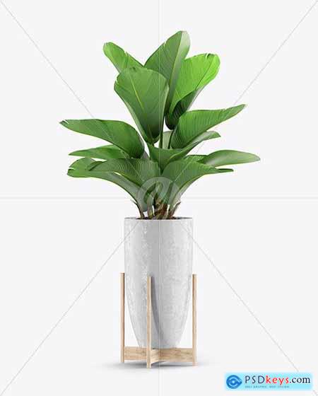 Plant in the Pot Mockup 66955