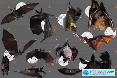 32 Halloween overlay Photoshop overlay Realistic bat clipart