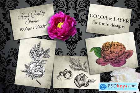 Procreate Peonies Stampset 4680116