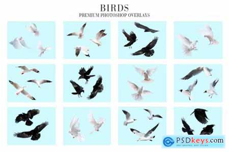 Bird Overlays Photoshop 4934539