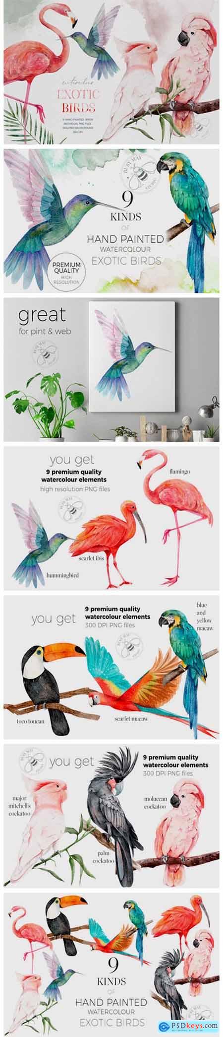Watercolor Exotic Birds Tropical PNG 6978699