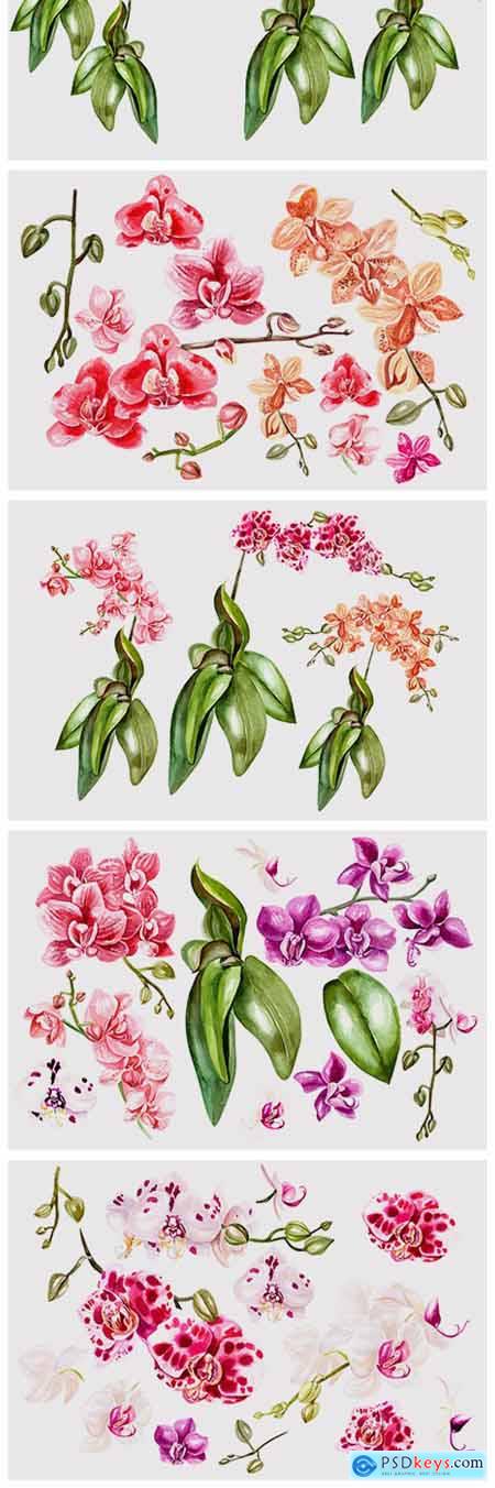 Hand Drawn Watercolor Orchids 320529