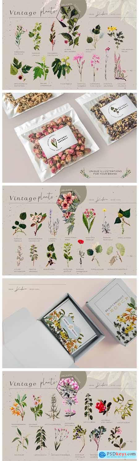 Green Garden - Vintage Botanical Kit 14214371