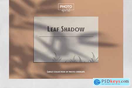 Leaf Shadow Overlays 6341914