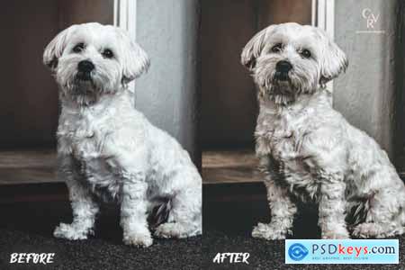 8 Dogs Lightroom Presets 6278930