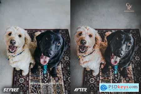 8 Dogs Lightroom Presets 6278930