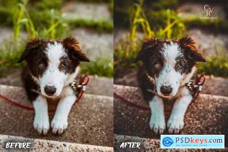 8 Dogs Lightroom Presets 6278930