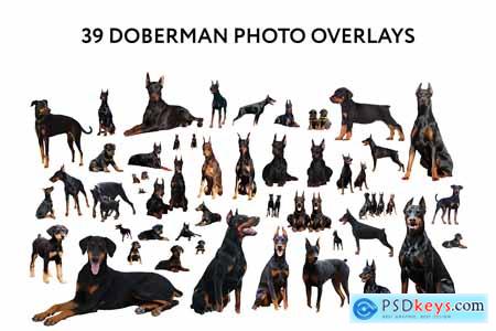39 Doberman Photo Overlays 6652849