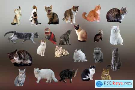 28 Cat Photoshop Overlays 6737913