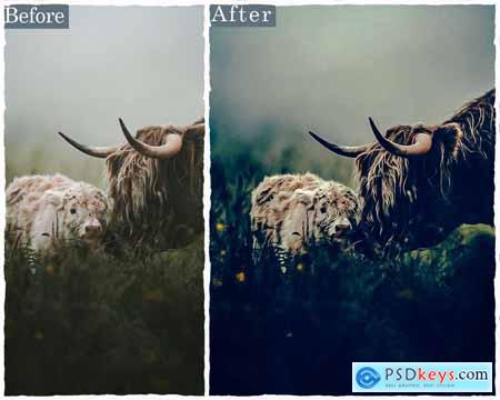 Forest Photoshop Actions & Lightroom Presets YZMZXWS