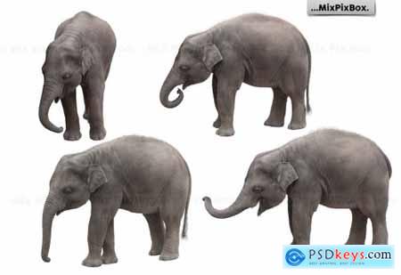 Baby Elephant Photo Overlays 5069631