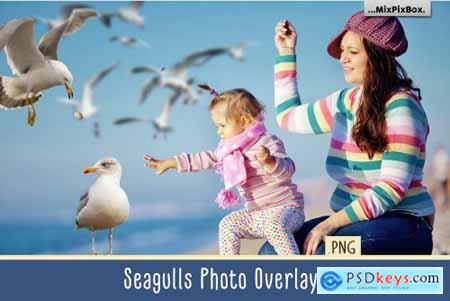 Seagulls Overlays 4085794