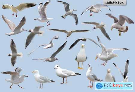 Seagulls Overlays 4085794
