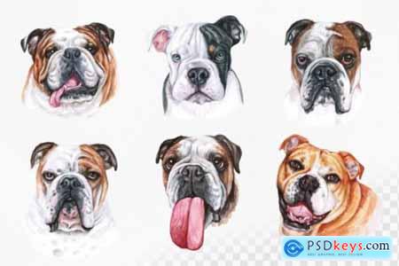 English Bulldog Watercolor Illustration
