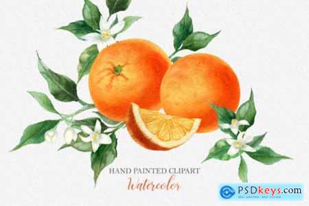 Watercolor Orange Fruit Clipart PNG
