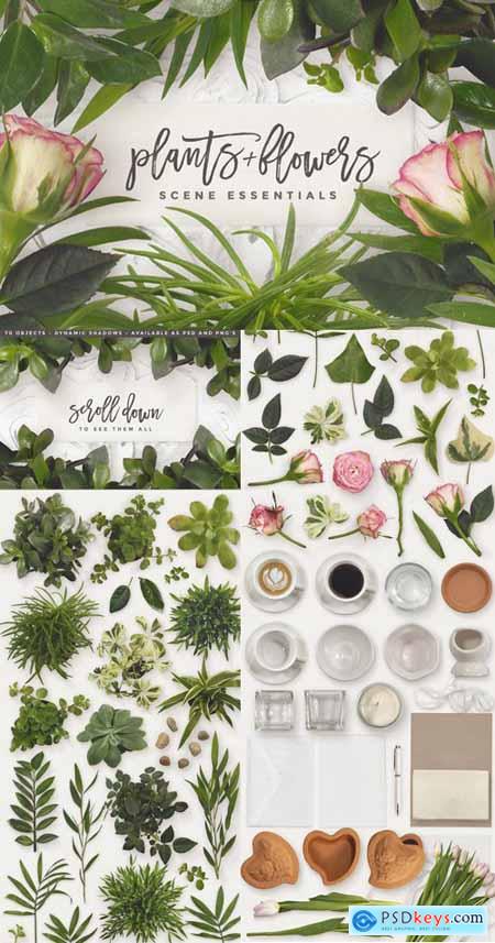 Essential Plants & Flowers
