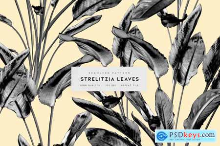 Strelitzia Leaves