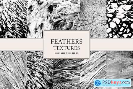Feathers Textures