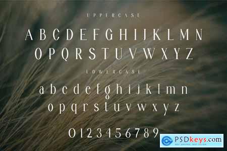Belive Modern Ligature Serif Typeface