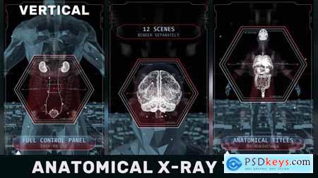 Anatomical X-Ray Titles Vertical