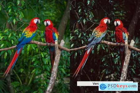 20 Amazonia Lightroom Presets and LUTs
