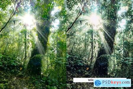 20 Wild Jungle Lightroom Presets & LUTs