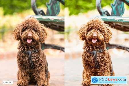 12 Dog Lovers Lightroom Presets