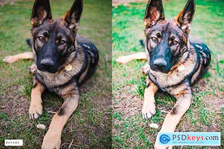 12 Dog Lovers Lightroom Presets